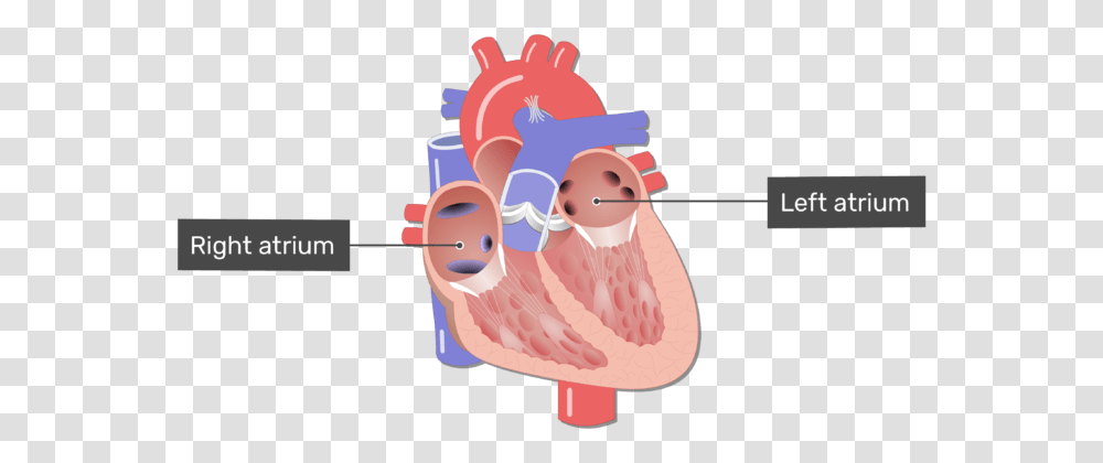 Labelled Image Of The Right And Left Atrium In The, Stomach, Snowman, Winter, Outdoors Transparent Png