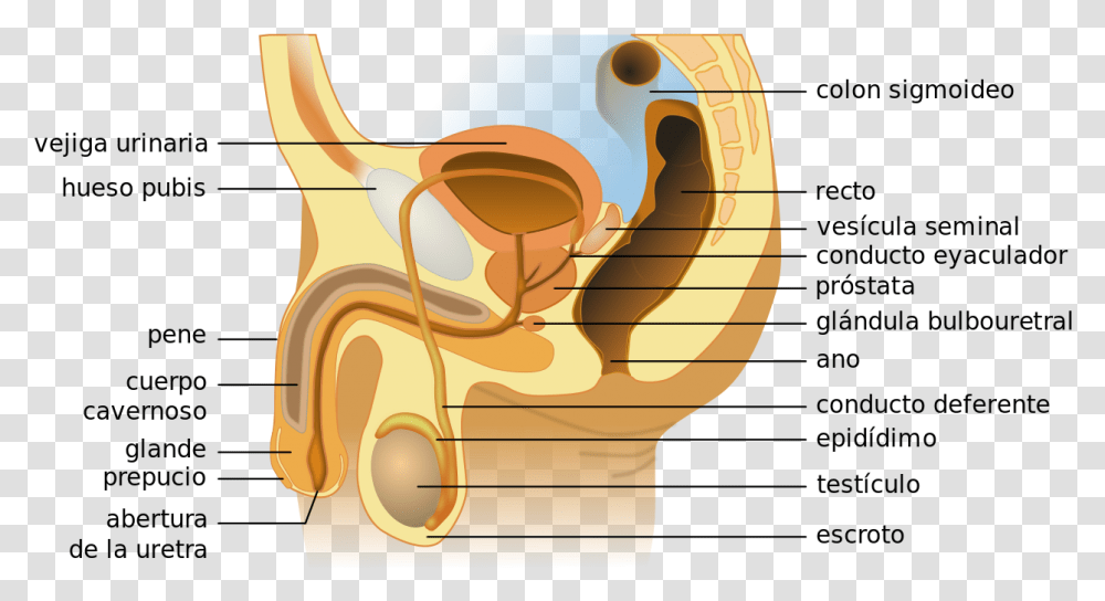 Labels Of A Penis, Word, Head, Ear, Hip Transparent Png