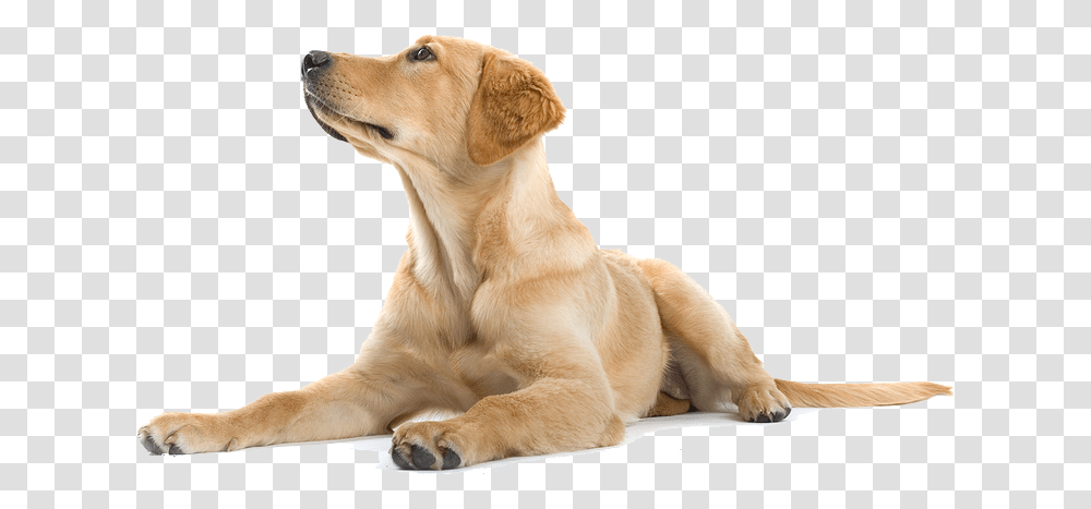Labour Dog Hd, Golden Retriever, Pet, Canine, Animal Transparent Png