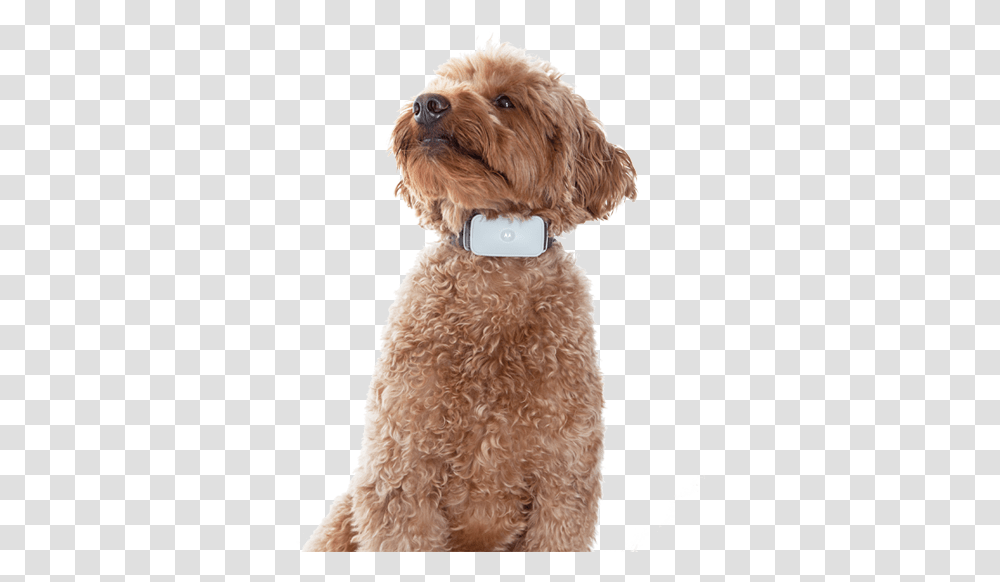 Labradoodle, Cushion, Dog, Pet, Canine Transparent Png