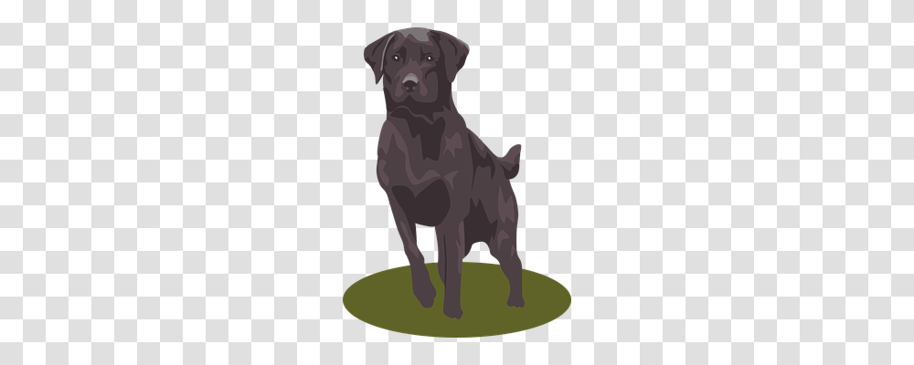 Labrador Animals, Pet, Mammal, Dog Transparent Png