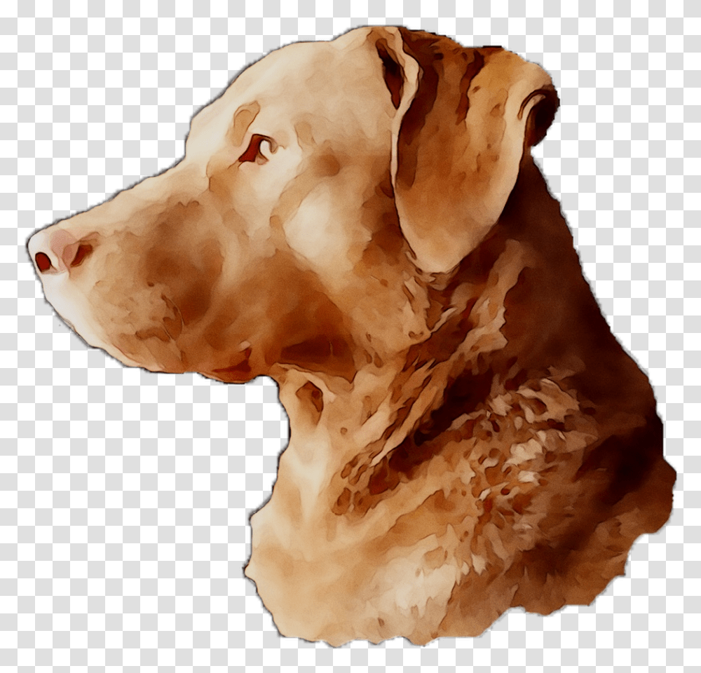 Labrador Breed Dog Gun Snout Retriever Clipart Companion Dog, Fungus, Canine, Mammal, Animal Transparent Png
