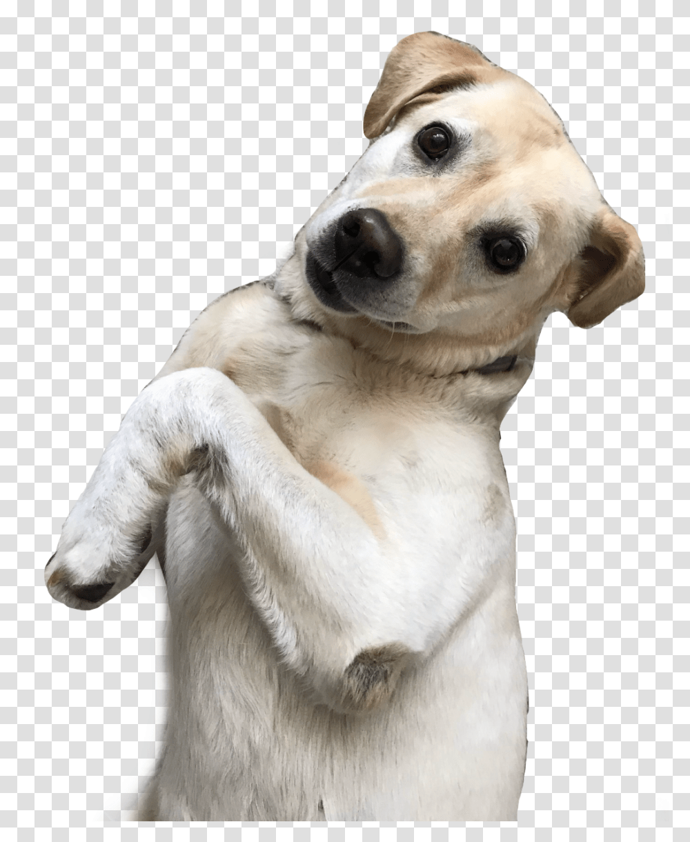 Labrador Dog Funnydog Freetoedit Companion Dog, Pet, Canine, Animal, Mammal Transparent Png