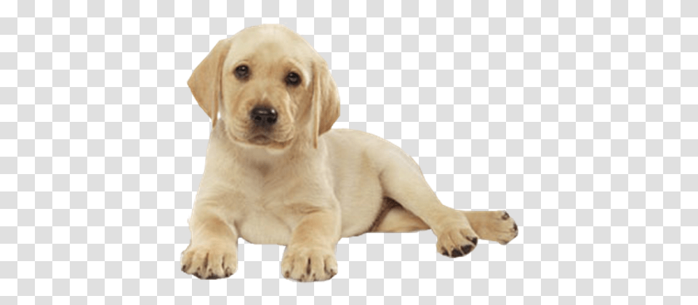 Labrador For Facebook Cover, Puppy, Dog, Pet, Canine Transparent Png