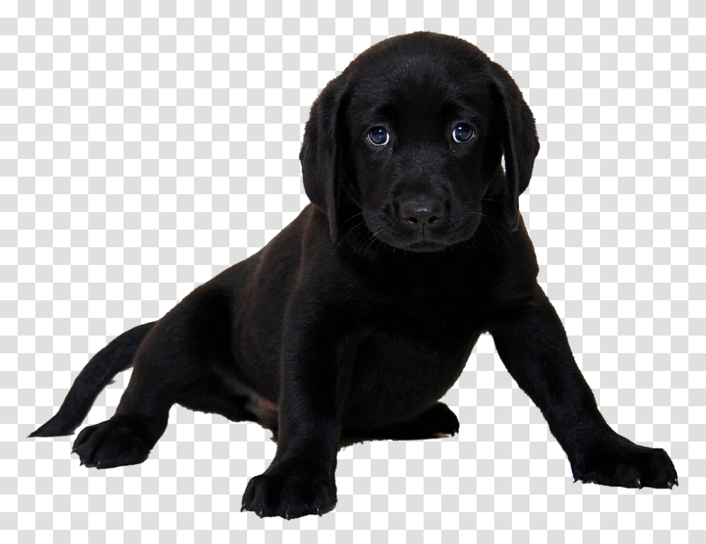 Labrador Hd, Dog, Pet, Canine, Animal Transparent Png