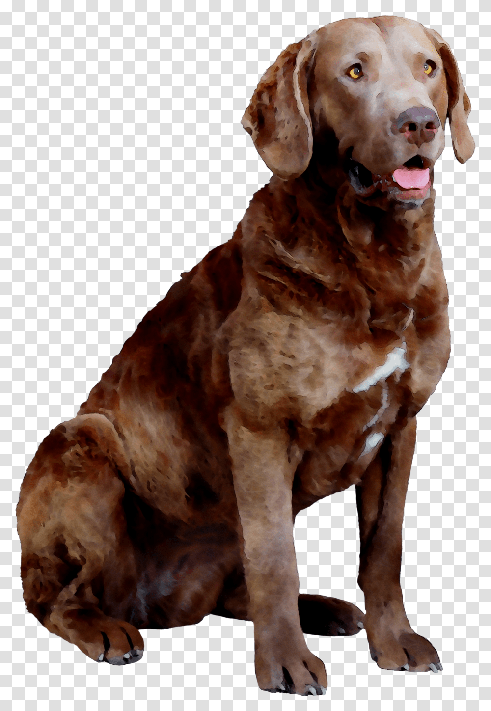 Labrador Hunting Chesapeake Breed Dog Bay Companion Dog Yawns, Animal, Mammal, Canine, Pet Transparent Png