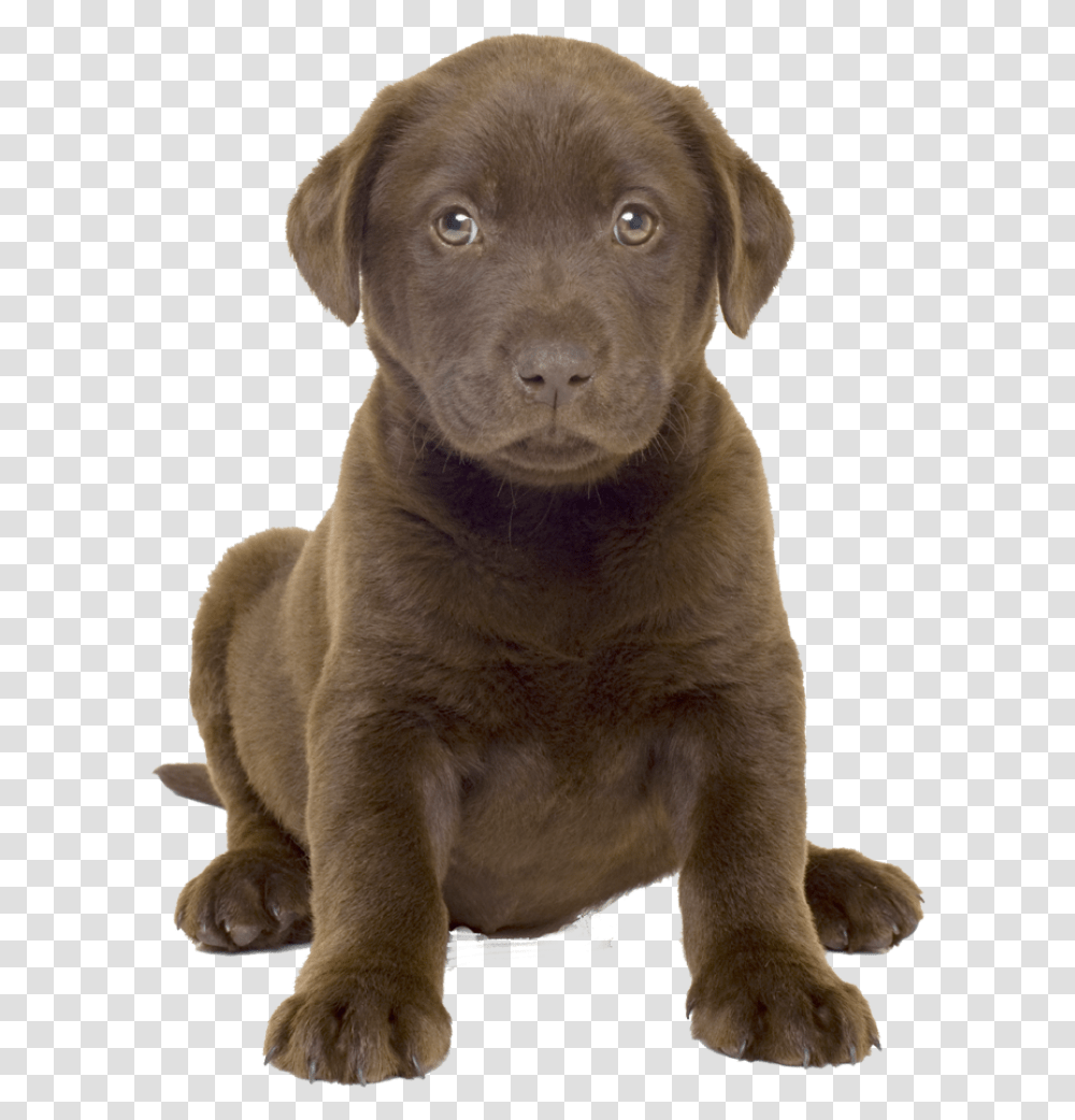 Labrador Image Chocolate Lab Puppy, Labrador Retriever, Dog, Pet, Canine Transparent Png