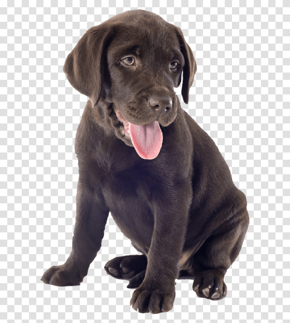 Labrador Oh So Cute Chocolate Puppy Nail Art Decals Chocolate Lab Puppy, Labrador Retriever, Dog, Pet, Canine Transparent Png