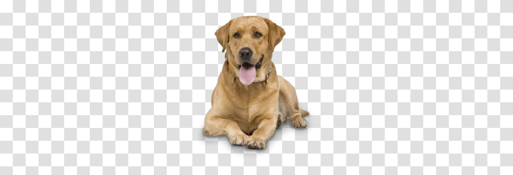 Labrador Retriever, Animals, Canine, Mammal, Pet Transparent Png