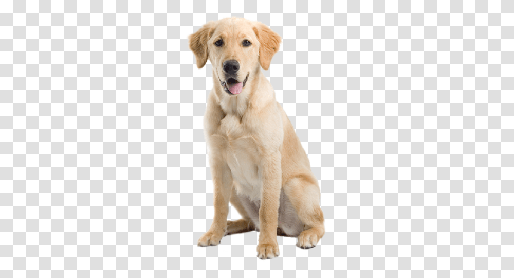 Labrador Retriever, Animals, Dog, Pet, Canine Transparent Png