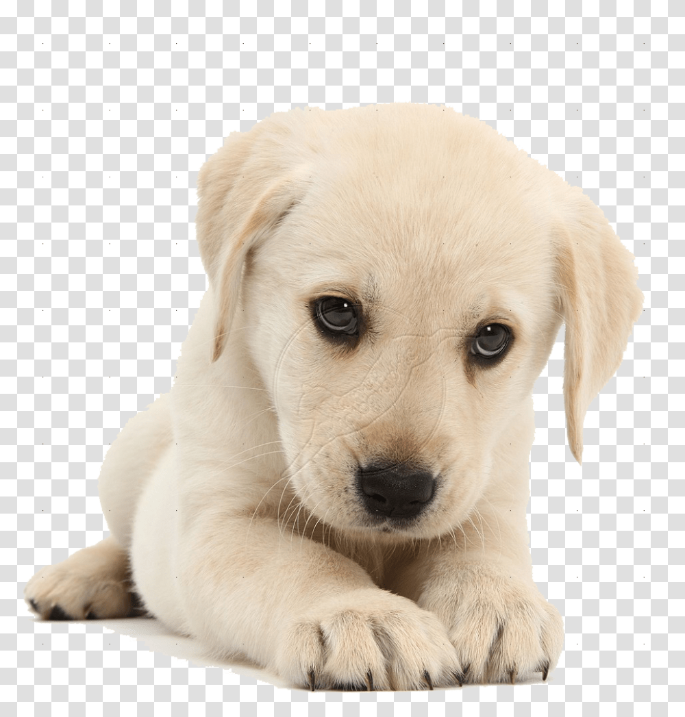 Labrador Retriever, Animals, Dog, Pet, Canine Transparent Png
