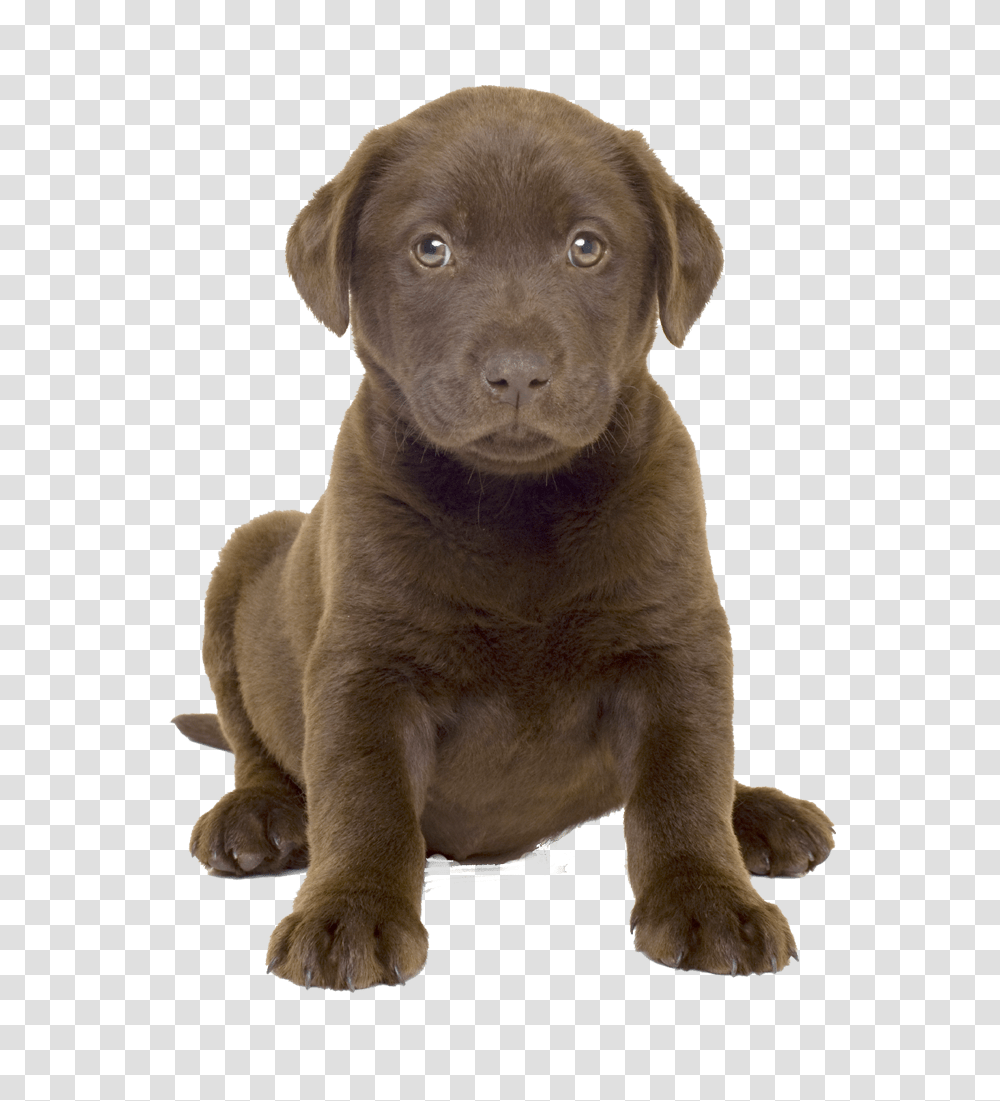 Labrador Retriever, Animals, Dog, Pet, Canine Transparent Png