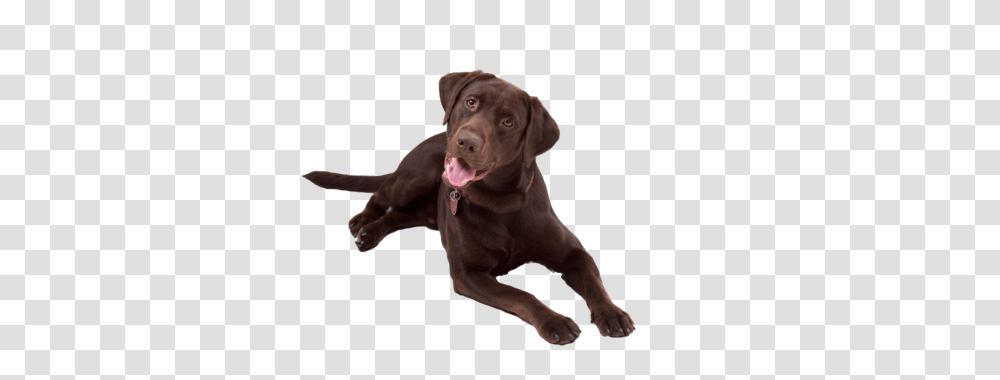 Labrador Retriever, Animals, Dog, Pet, Canine Transparent Png