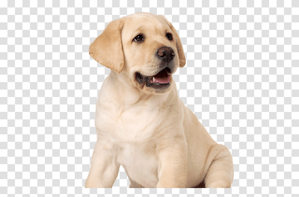 Labrador Retriever, Animals, Dog, Pet, Canine Transparent Png