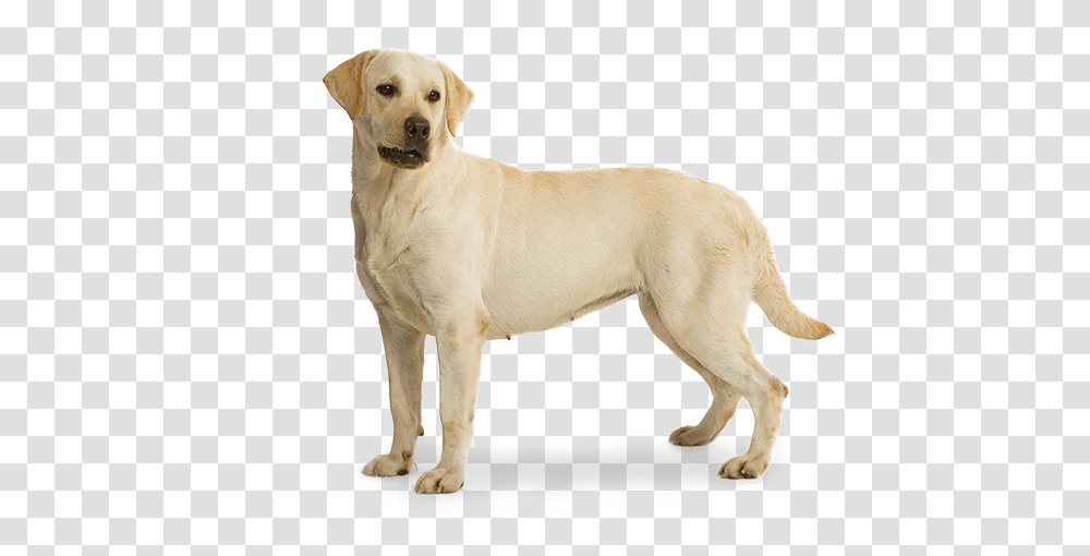 Labrador Retriever, Animals, Dog, Pet, Canine Transparent Png