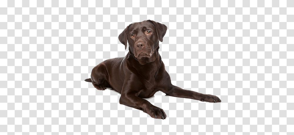 Labrador Retriever, Animals, Dog, Pet, Canine Transparent Png