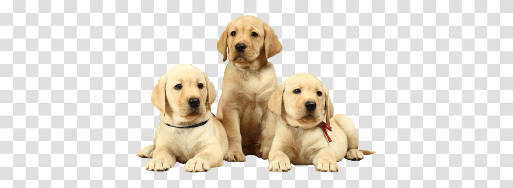 Labrador Retriever, Animals, Dog, Pet, Canine Transparent Png