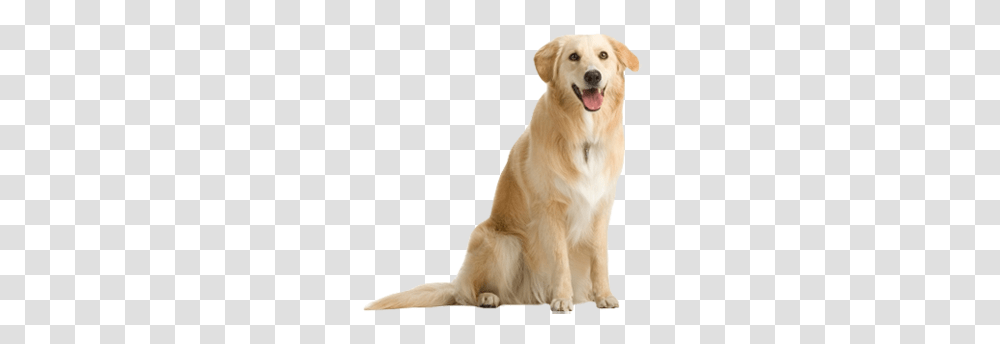 Labrador Retriever, Animals, Golden Retriever, Dog, Pet Transparent Png