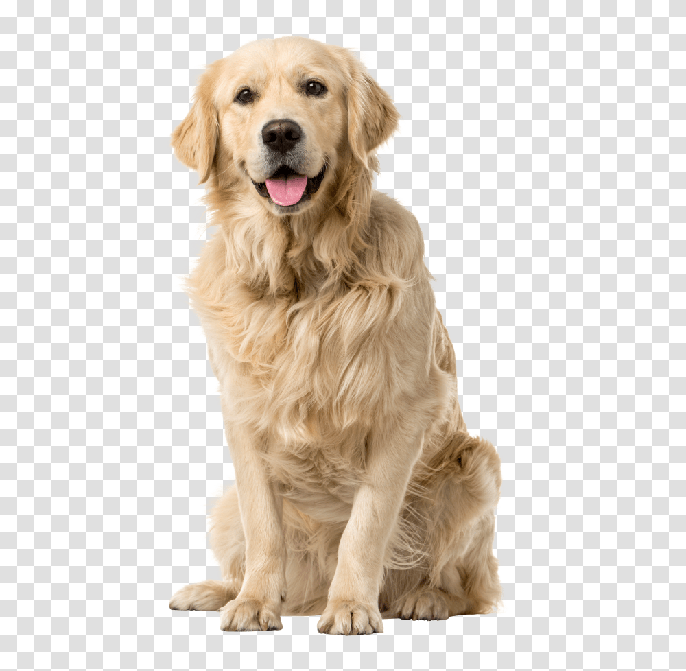 Labrador Retriever, Animals, Golden Retriever, Dog, Pet Transparent Png