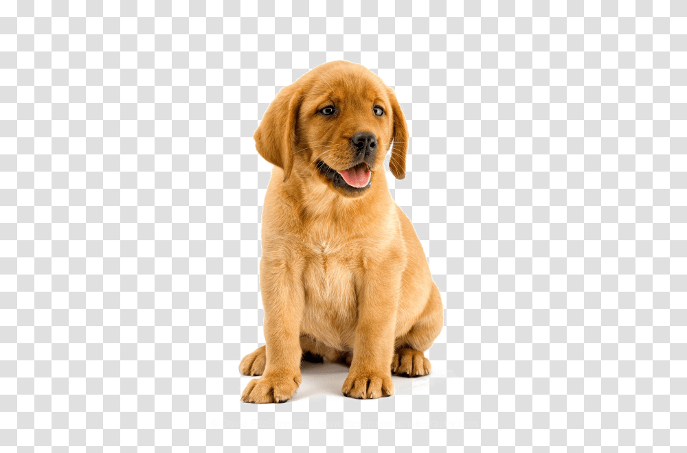 Labrador Retriever, Animals, Golden Retriever, Dog, Pet Transparent Png