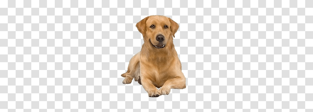 Labrador Retriever, Animals, Golden Retriever, Dog, Pet Transparent Png