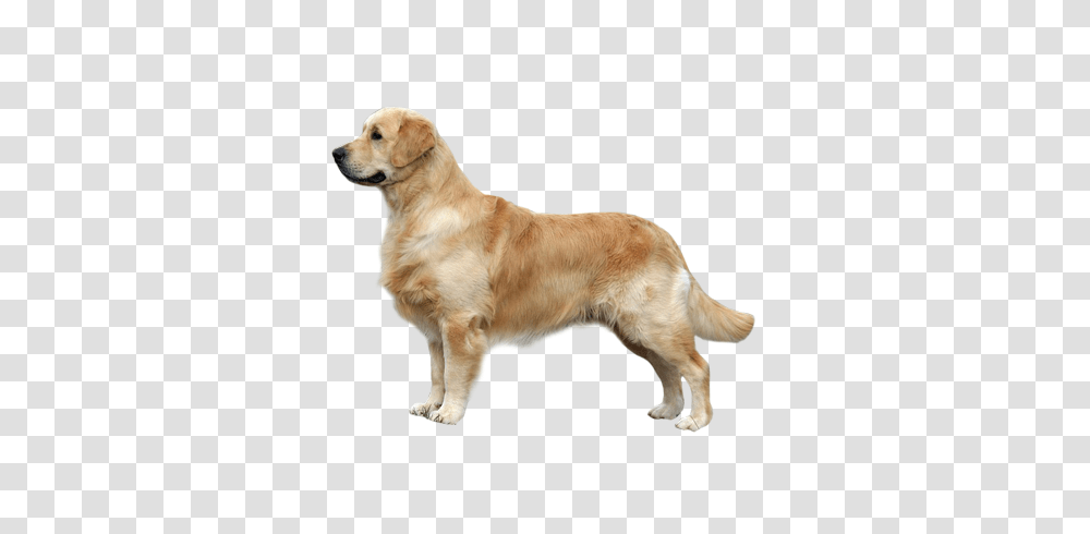 Labrador Retriever, Animals, Golden Retriever, Dog, Pet Transparent Png