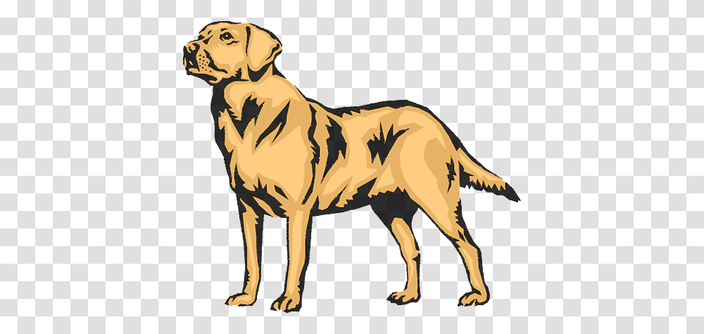 Labrador Retriever, Animals, Pet, Canine, Mammal Transparent Png
