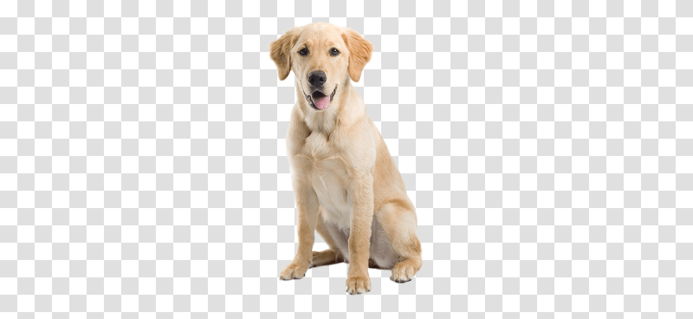 Labrador Retriever, Animals, Pet, Canine, Mammal Transparent Png