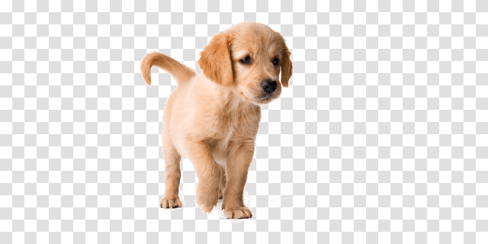Labrador Retriever, Animals, Puppy, Dog, Pet Transparent Png