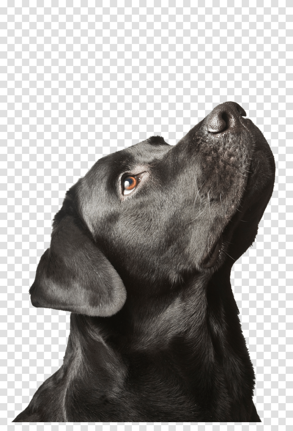 Labrador Retriever, Animals Transparent Png