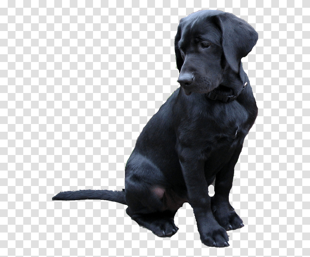 Labrador Retriever Black Dog, Pet, Canine, Animal, Mammal Transparent Png