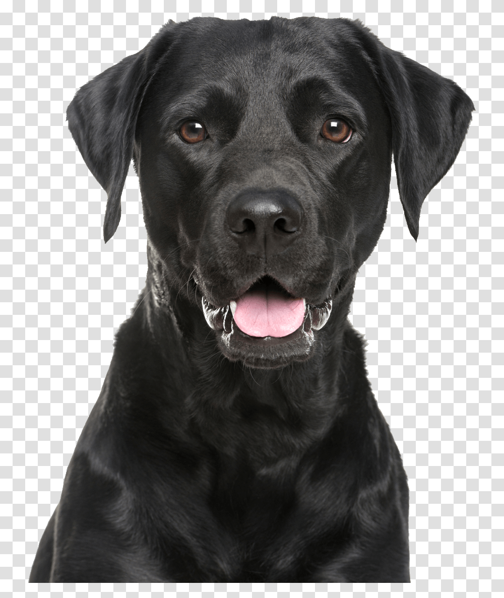 Labrador Retriever Black Lab Background, Dog, Pet, Canine, Animal Transparent Png