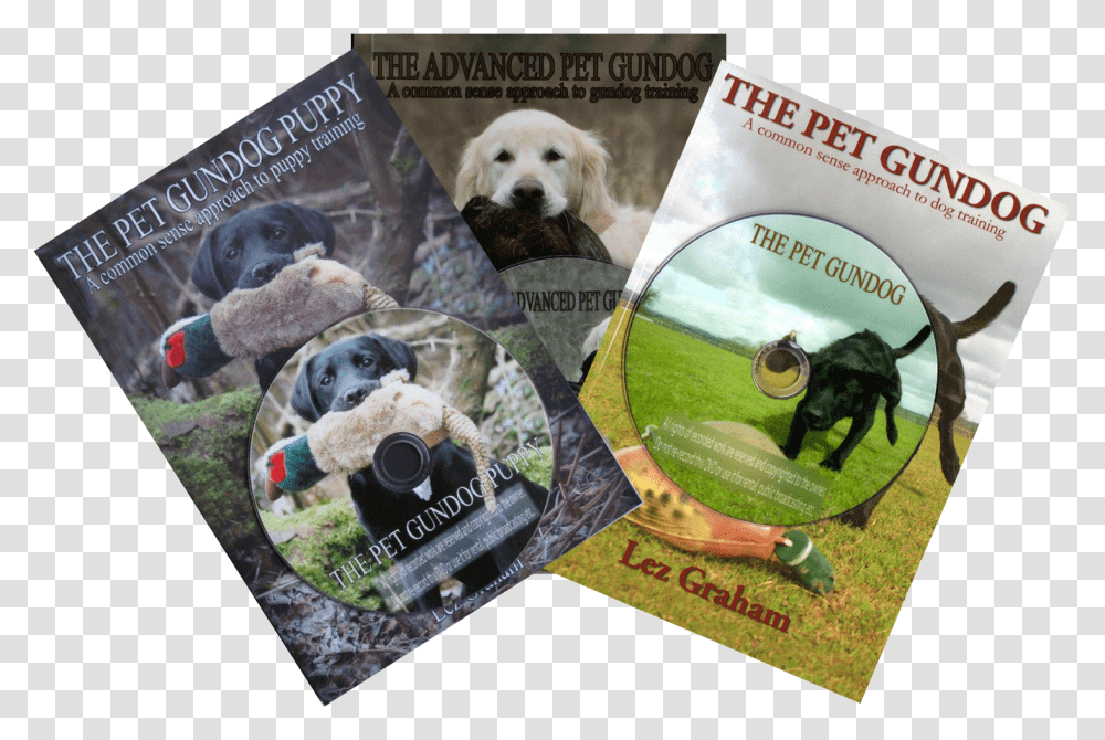 Labrador Retriever Clipart Golden Retriever, Poster, Advertisement, Flyer, Paper Transparent Png