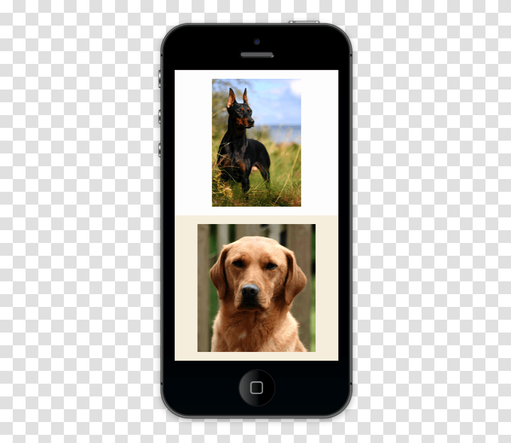 Labrador Retriever, Collage, Poster, Advertisement, Dog Transparent Png