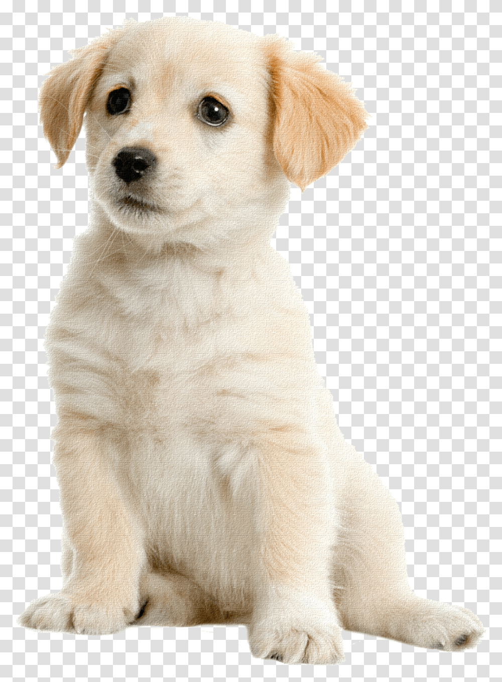 Labrador Retriever Cream Labrador, Canine, Mammal, Animal, Pet Transparent Png