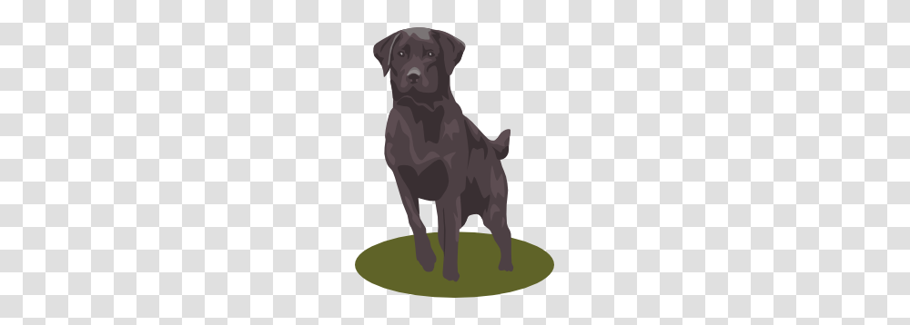 Labrador Retriever, Dog, Pet, Canine, Animal Transparent Png