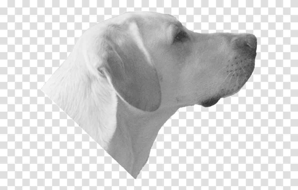 Labrador Retriever Download Dog Head Background, Canine, Mammal, Animal, Pet Transparent Png