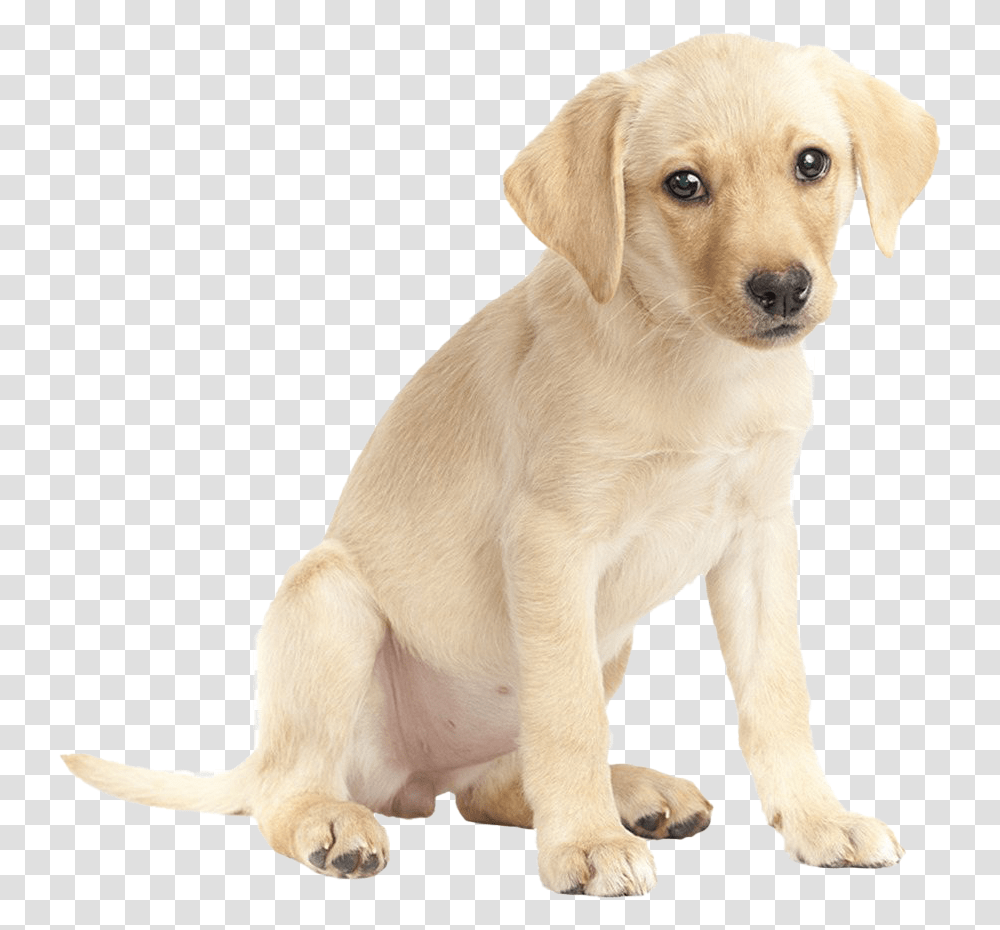 Labrador Retriever Download Image Imagenes De Un, Dog, Pet, Canine, Animal Transparent Png