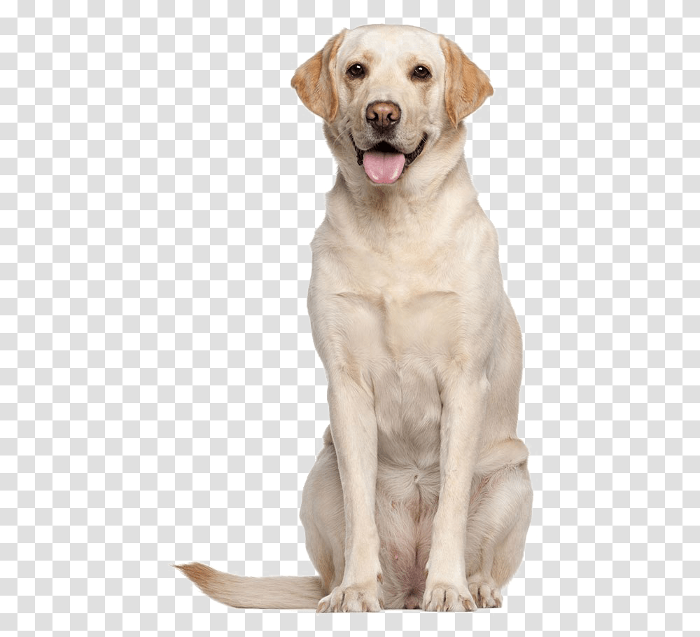 Labrador Retriever High Quality Image Labrador Adult, Dog, Pet, Canine, Animal Transparent Png