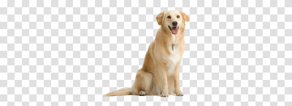 Labrador Retriever Images Free Download All The Dogs In The World, Golden Retriever, Pet, Canine, Animal Transparent Png