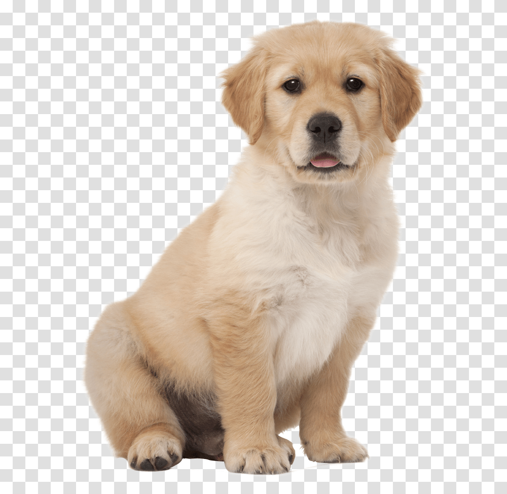Labrador Retriever Images Free Download Short Hair Golden Retriever, Dog, Pet, Canine, Animal Transparent Png