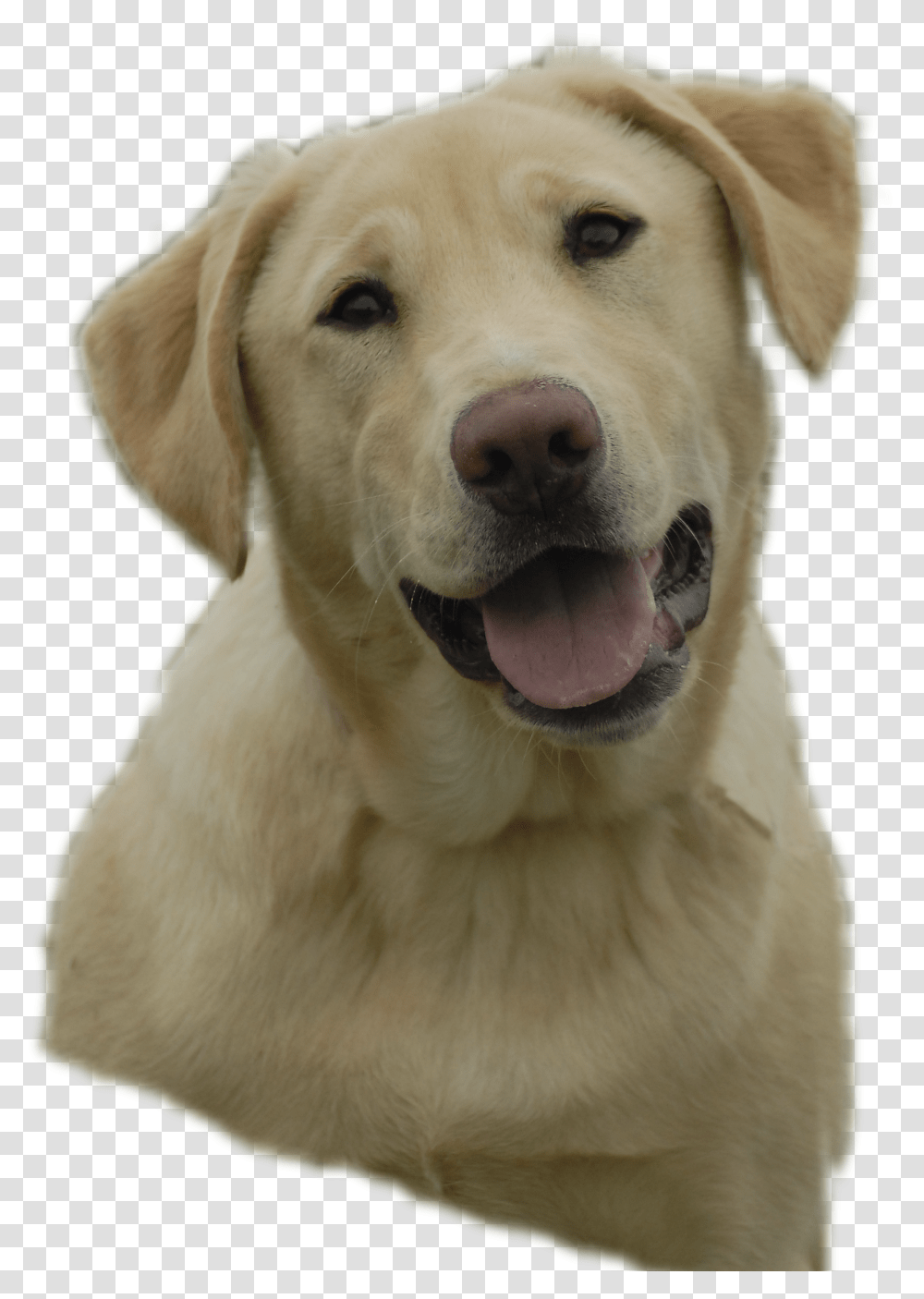 Labrador Retriever Images Free Download Yellow Lab Clip Art Transparent Png