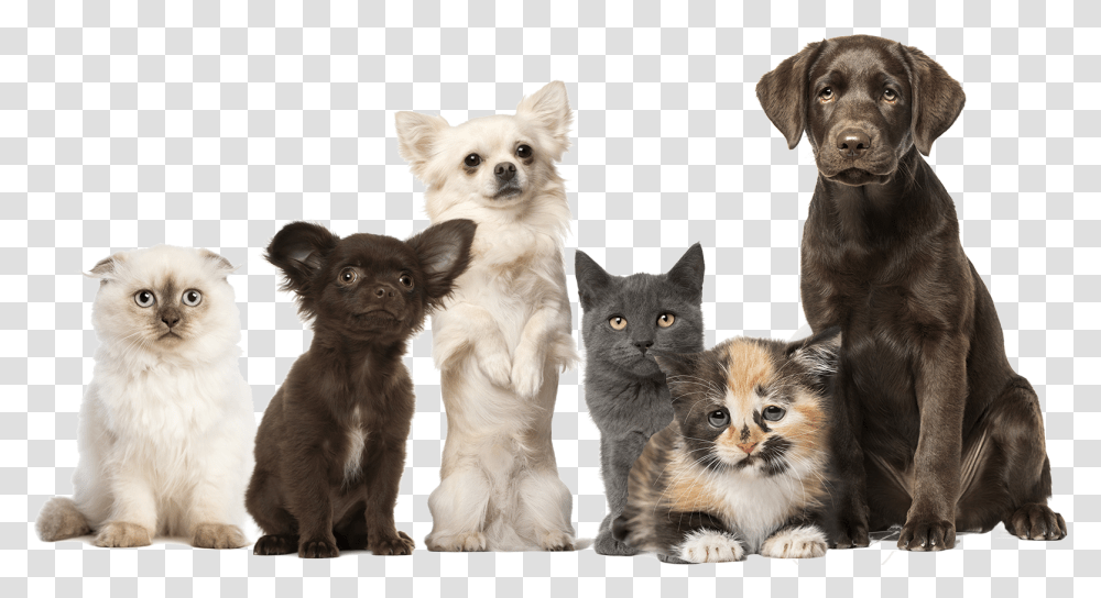 Labrador Retriever, Kitten, Cat, Pet, Mammal Transparent Png
