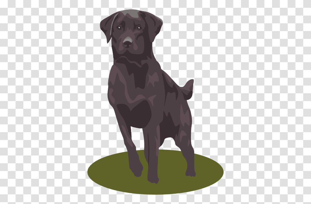 Labrador Retriever, Pet, Animal, Mammal, Canine Transparent Png