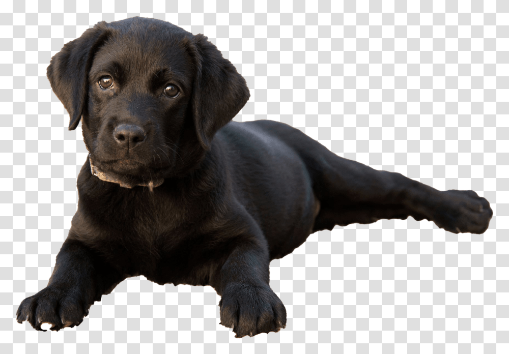 Labrador Retriever Puppy Clipart Labrador V 2 Mesyaca, Dog, Pet, Canine, Animal Transparent Png