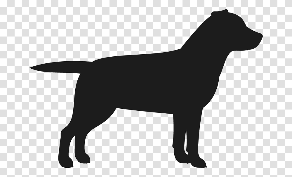 Labrador Retriever Puppy Dog Breed Golden Retriever Black Labrador Background, Mammal, Animal, Wildlife, Silhouette Transparent Png