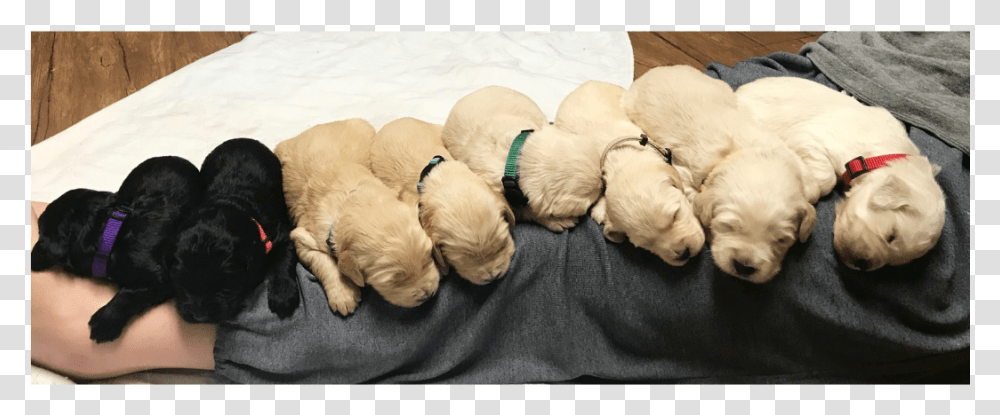 Labrador Retriever, Puppy, Dog, Pet, Canine Transparent Png