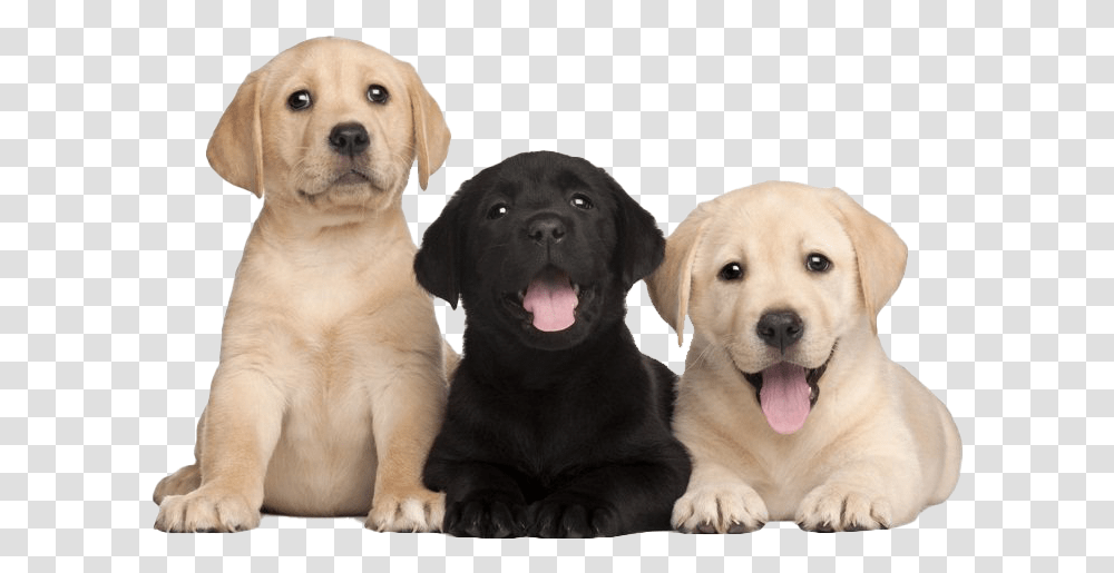 Labrador Retriever Puppy Free Image Puppy Lab Dog, Pet, Canine, Animal, Mammal Transparent Png