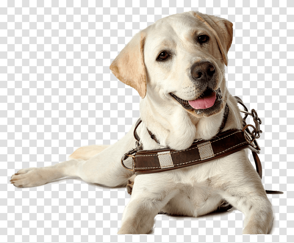 Labrador Retriever Puppy Guide Dog Companion Dog Dog Seeing Eye Dog, Pet, Canine, Animal, Mammal Transparent Png