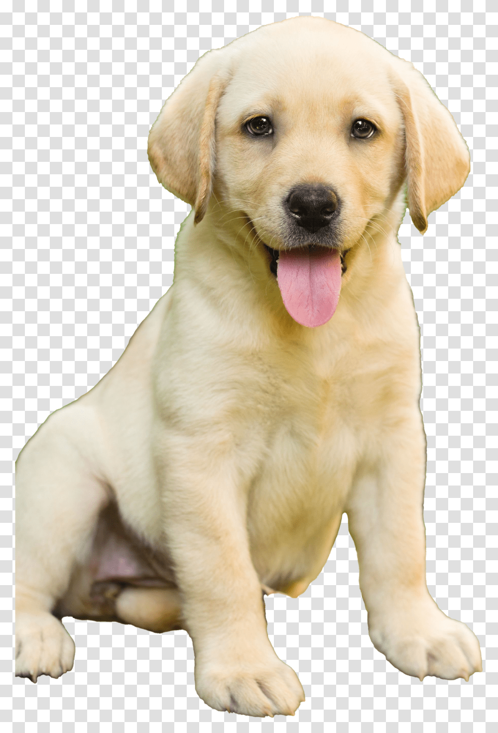 Labrador Retriever Puppy Labrador Dog Price In Thrissur, Pet, Canine, Animal, Mammal Transparent Png